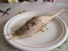 Подробнее: В Малайзії впіймали невідому науці рибу - з іклами та шипами