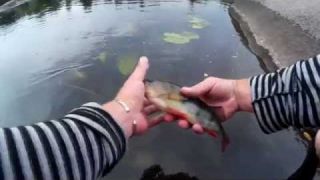 Рыбалка на реке Южный Буг (часть 2) 