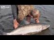 Рыбалка в чернобыле