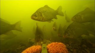 Шок! Реакция рыбы на жмых: кукуруза + чеснок | эксперимент с прикормка для карася | рыбалка 2020